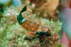 Image result for Enneapogon pretoriensis