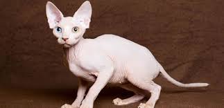 Dunya Nin En Pahali Ve En Degerli 22 Kedi Irki