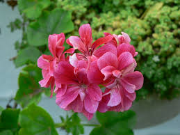 See full list on verywellhealth.com Pelargonium Wiktionary
