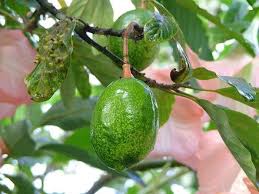 We did not find results for: Biodiversity And Edible Plants Of Mexico Springerlink