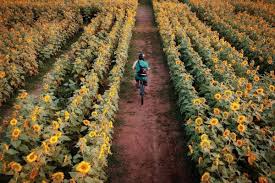 Pemeriksaan 3 perangkat desa dilakukan untuk mencari sumber peredaran video porno ini. 10 Rekomendasi Wisata Kediri Yang Seru Keren Dan Bikin Betah