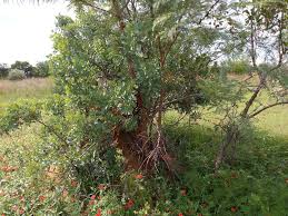 Image result for Urelytrum agropyroides