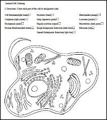 Check spelling or type a new query. Animal Cell Plant And Animal Cells Animal Cell Color Worksheets