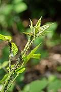 Image result for Rubus kirungensis