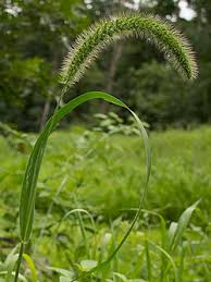 Image result for Chasmopodium purpurascens