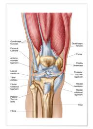 We did not find results for: Anatomy Of Human Knee Joint Posters And Prints Posterlounge Com