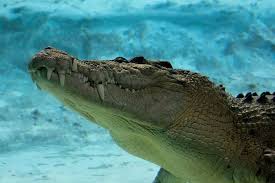 Maximo St Augustine Alligator Farm Saltwater Crocodile Crocodiles Animals