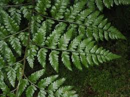 Image result for Rumohra adiantiformis