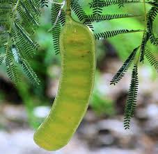 Image result for Stolzia williamsonii