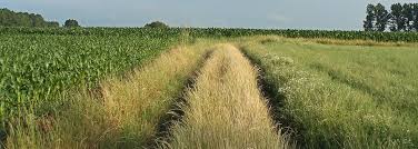 Obituary for Morris Wright