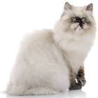 Himalayan Kittens For Sale - Doll Face Persian ...