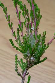 Image result for Ericinella