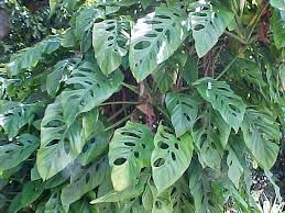 Monstera Obliqua Swiss Cheese Vine Monstera Obliqua Plants Philodendron Monstera