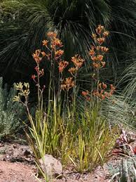 Latijn Anigozantos Nederlands Kangoeroe Pootje Planten Bloemen Nederland