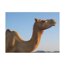 Camel physiology has two major adaptations compared to other mammals, which explains this ability. Learn The Adaptations Of The Camel To A Desert Environment Bright Hub