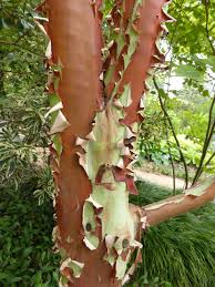 Image result for Andrachne