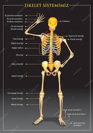 Every object of d is an object of c ()for every pair of objects d 1 and d 2 of d, the morphisms in d are morphisms in c, i.e. Iskelet Sistemimiz Okul Posteri Gorsel Pano Tablo