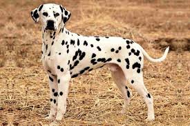 Dalmatian Dog Price