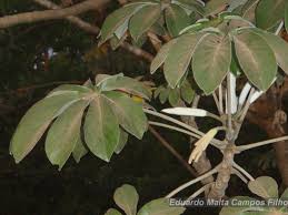 Image result for Cecropia pachystachya