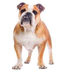 Atlanta, georgia area breeder of health tested and guaranteed akc registered french bulldog puppies and frenchie rescue reps. Snort Rescue Adopt A French Bulldog Boston Terrier English Bulldogs Pug