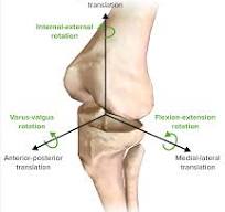 Articulação Do Joelho | Concise Medical Knowledge