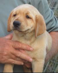 Just click on the tabs above to find more information, and to see pictures of our current dogs and puppies. Golden Retriever Puppy Dog For Sale In Houston Tx Texas