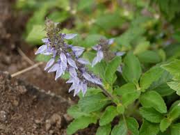 Image result for Coleus barbatus