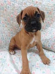 Boxer puppies for adoption in az. Boxer Puppy For Sale In Tucson Az Adn 59252 On Puppyfinder Com Gender Female Age 8 Weeks Old Boxer Puppies For Sale Boxer Puppy Puppies For Sale