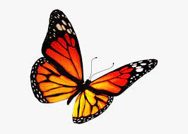 All butterfly clip art are png format and transparent background. Transparent Real Butterfly Png Dessin De Papillon Couleur Png Download Kindpng