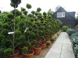 It has been trimmed and shaped to produce a very attractive feature plant. Pin On Gardens And Flowers