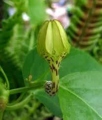 Image result for Ceropegia crassifolia