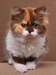 Pin By Serap Sari On Felinos Pretty Cats Cute Cats Kittens Cutest