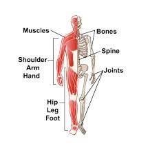 Is the tissue of the body which primarily functions as a source of power. Bones Joints And Muscles Medlineplus