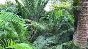 Botanical garden and arboretum in munich, bavaria. Der Botanische Garten Munchen Youtube