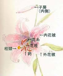 Https Xn 9dki Net E3 83 A6 E3 83 Aa E8 8a B1 E3 81 Ae E6 A7 8b E9 80 A0 Post 81 Html