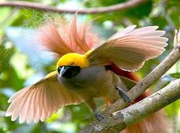 Bird Of Paradise Papua New Guinea 