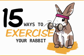 15 Ways To Make Sure Your Rabbit Gets Enough Exercise In 2020 Pet Rabbit Care Pet Rabbit Pet Bunny