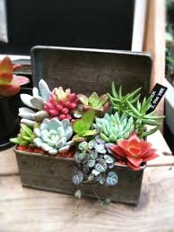 Time for the fun part — decorating with your baby air plants are most common for this succulent arrangement since they require no soil to survive, making it. How To Create And Care For Your Stunning Succulent Arrangements