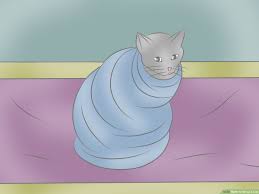 How To Wrap A Cat 11 Steps With Pictures Wikihow