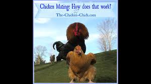 While the rooster will mate with his hens throughout the year, she typically only incubates eggs when conditions are optimal. Chicken Mating How Does That Work The Chicken Chick