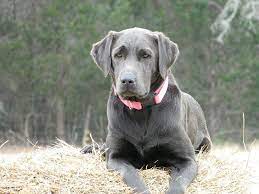 Pin On Dogs