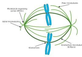 In order to examine cells in the tip of an onion root, a thin slice of the root is placed onto a microscope slide and stained so the chromosomes will be visible. Spindle Apparatus Wikiwand