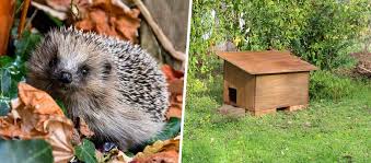 Tuto Construisez Une Cabane Pour Herissons A Mettre Dans Le Jardin En 2020 Abri Herisson Construire Abri Bois Construire Cabane