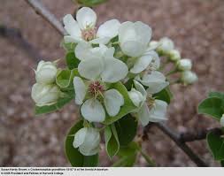 Image result for Craibia grandiflora