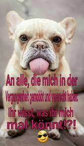 Hund ist der beste freund des menschen. 210 Hunde Ideen Hunde Lustige Bilder Lustige Tiere