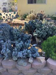 Image result for Senecio forbesii