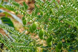 How To Grow Chickpeas Garbanzo Beans Harvest To Table In 2020 Garbanzo Beans Garbanzo Bean Seeds