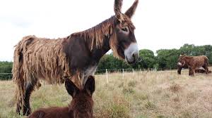 It is one of the largest breeds, and jacks (donkey stallions) were bred to mares of the poitevin horse breed to produce poitevin mules, which were formerly in worldwide demand for agricultural and other work. Le Grand Week End Du Baudet Du Poitou