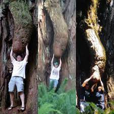 Me and my dad always visit the treenis. This years visit has become the 3rd  year. : r/mildlypenis