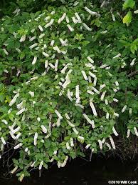 White flowering trees in virginia. Virginia Sweetspire Itea Virginica